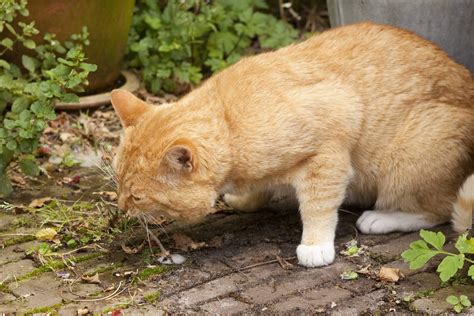 Pernahkah kamu memerhatikan hewan peliharaanmu bersin, batuk, atau kesulitan bernapas dengan benar? 5+ Cara Membantu Kucing Melahirkan Serta Tanda-Tanda ...