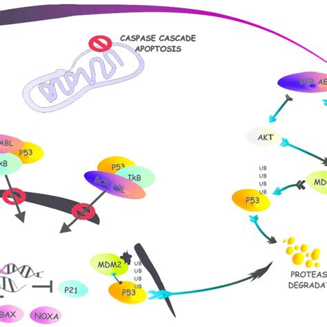 p53 pathway a simplified representation of the apoptotic signaling download scientific diagram