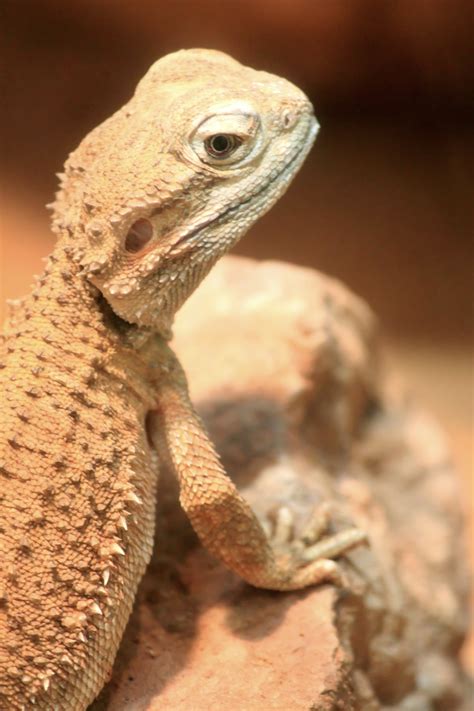 Free Images : desert, dry, wildlife, wild, foot, scale, fauna, lizard