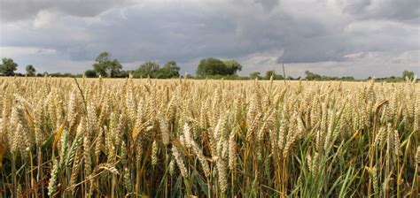 Wheat Yields Bcpc British Crop Production Council Bcpc British Crop Production Council