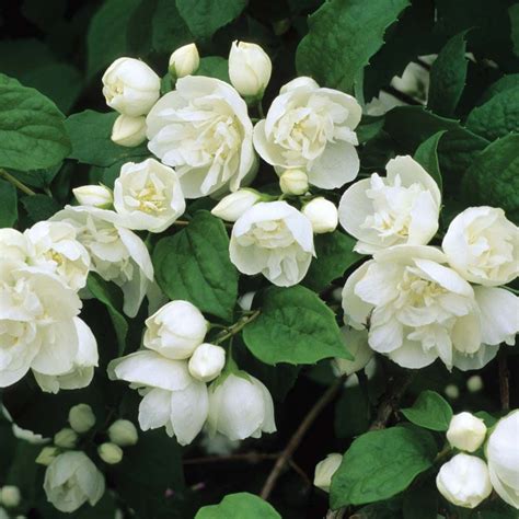 Mock Orange Beautiful Flowers Garden Shrubs White Flowers