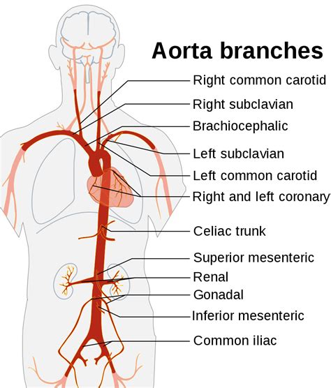Aorta Wikipedia Basic Anatomy And Physiology Medical Anatomy