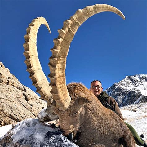 Marco Polo Argali And Ibex Hunting In Kyrgyzstan With Profihunt 2021