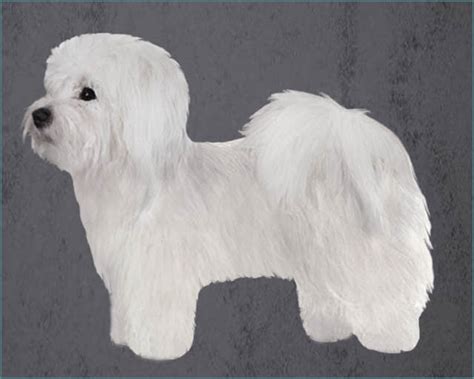 Coton De Tulear Grooming