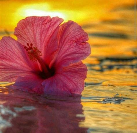A Pink Flower Floating On Top Of Water With The Sun Setting In The Back
