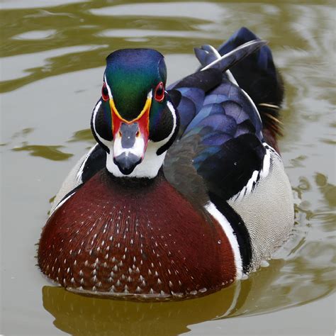 Wood Duck Free Stock Photo Public Domain Pictures