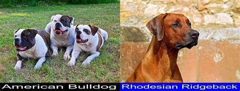 Which Is Better Between The American Bulldog And The Rhodesian