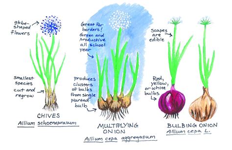 Tips For Growing Onions And Garlic Urban Harvest