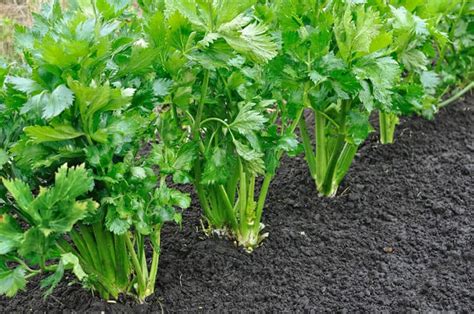 Growing Celery Best Varieties Planting Guide Care Problems And Harvest