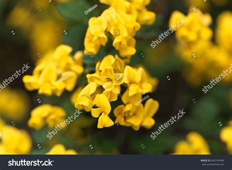 Flowers Scorpion Senna Hippocrepis Emerus Stock Photo Edit Now 646169446