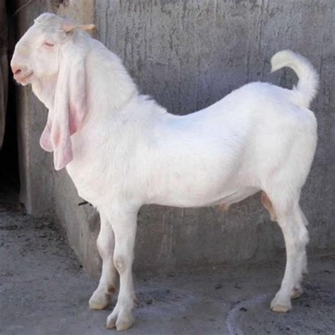 8 Month White Sojat Male Goat 15 25 Kg Rs 8000kg Shri Laxmi Goat