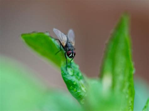 Get Rid Of House Flies House Fly Control Information