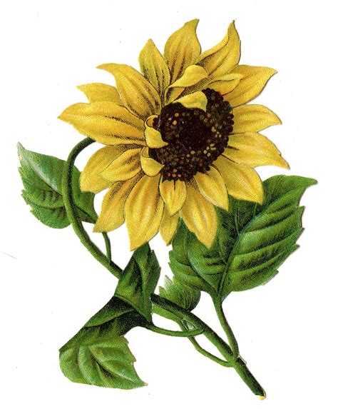 8 Sunflower Images Beautiful The Graphics Fairy