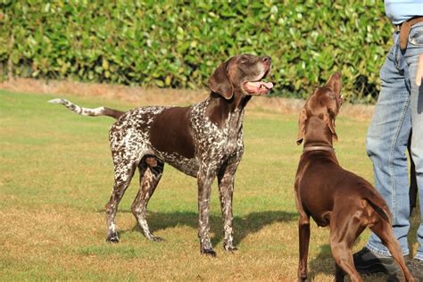 Is German Shorthaired Pointer Large Breed