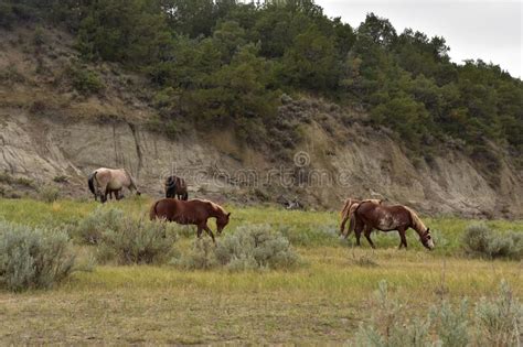 Free Range Roaming Horses In Theodore National Park Stock Photo Image