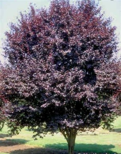 20 Fresh Purple Leaf Plum Tree Cuttings Free Shipping Plants And Seedlings