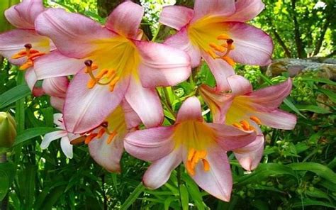 Beautiful Flower Lily Wallpapers Hd 64737