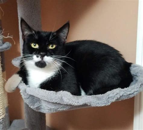 This is a public cat adoption board for members of the public. Lulu, adoptable Cat, Young Female Tuxedo in 2020 | Cat ...