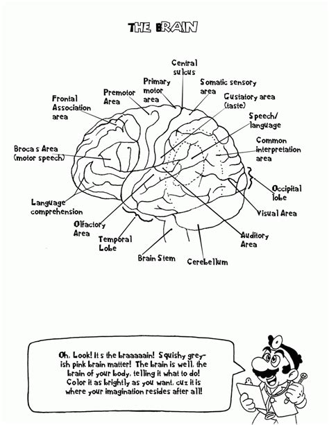 Human Brain Coloring Page Coloring Home