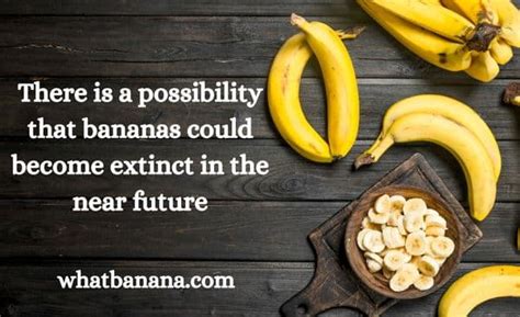 Are Bananas Going To Go Extinct 2 Worrying Banana Facts Time To Go