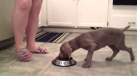 Puppies normally open their eyes around two weeks, but are still entirely reliant your 4 week old lab puppy will still be with his mother and drinking his mother's milk, but this is the time to introduce puppy food. 9 week old Weimaraner puppy waits for food - YouTube