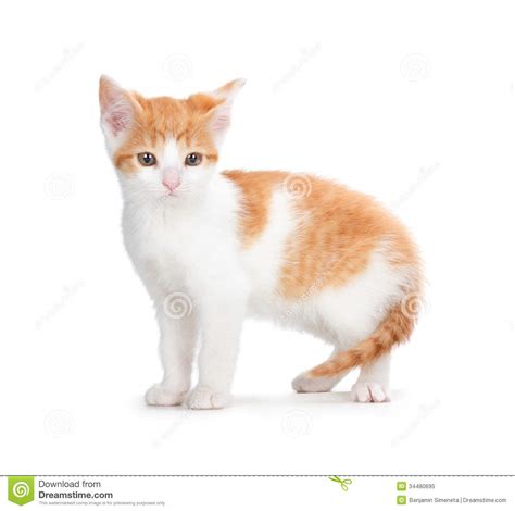 Cute Orange Kitten On A White Background Royalty Free