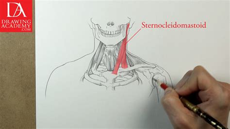 The shoulder muscles bridge the transitions from the torso into the head/neck area and into the uppe. Neck Muscles - Video Lesson by Drawing Academy | Drawing ...