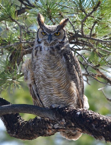Most great horned owls mate for life laying 1 to 5 eggs each year well before the snow melts. "Great Horned Owl Perched in the Tree" by richardbryce ...