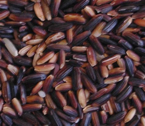 Ru dao gen, nuo dao gen su meridians associated : Black Sticky Rice also called: Black Sweet Rice and Black ...