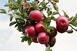 Produzione di piante di melo - Ferrara: Vivai Rosatti, Ostellato