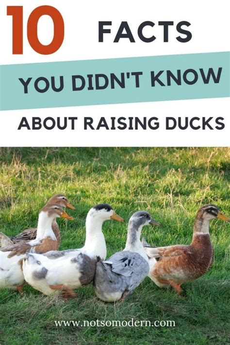 10 Interesting Facts About Ducks You Didnt Know