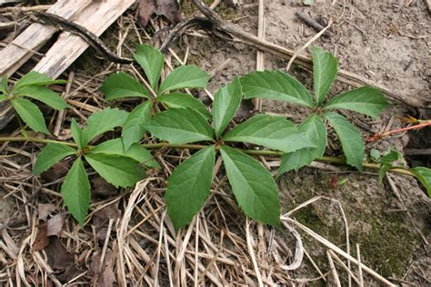 Virginia Creeper Parthenocissus Quinquefolia Plant And Pest Diagnostics