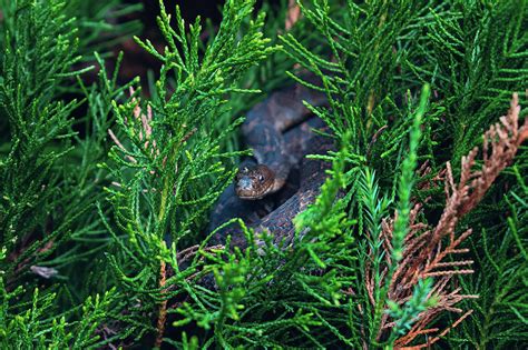A Bush Snake Photograph By Shauna Collins Pixels