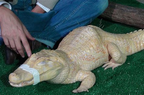 Acupuncture Helps Ailing Albino Alligator In Brazil Fox News