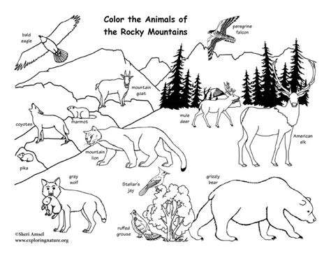 Print animal coloring pages for free and color our animal coloring! Rocky Mountain Animals Coloring