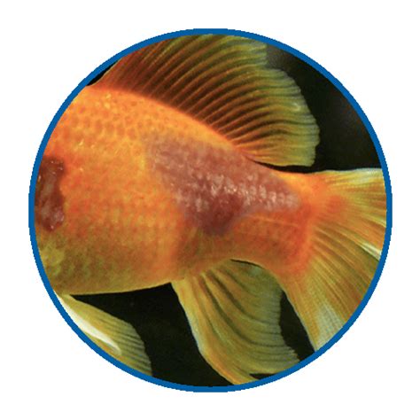 23 Common Aquarium Fish Diseases With Pictures