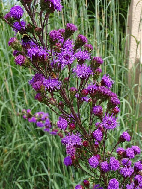 Liatris ligulistylis, aka meadow blazingstar, is irresistible to monarch butterflies. Prairiebreak: My new favorite plant...Liatris ligulistylis
