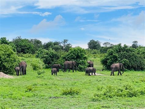 Chobe National Park Day Trip A Guide To Explore The Wildlife Of