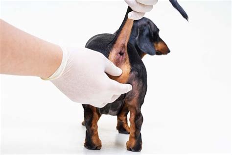 Perianal Tumors In Dogs A Brief Guide Top Dog Tips