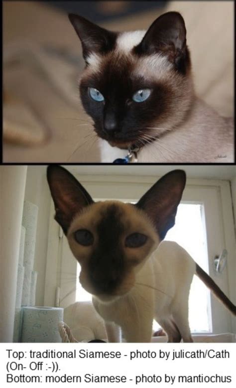 Traditional Siamese Cat On Top Modern Siamese Cat On Bottom Check Out