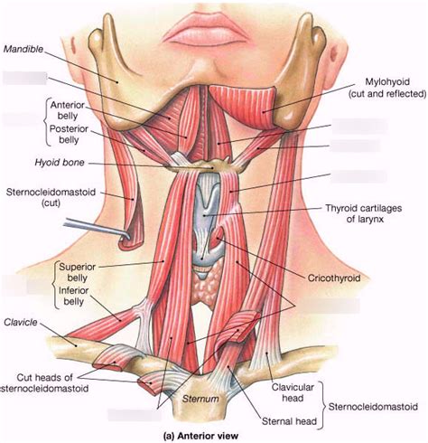 Extrinsic Laryngeal Muscles Diagram Quizlet