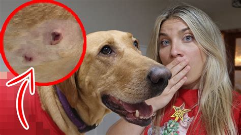My Dog Got Bit By Another Dog Youtube