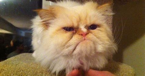 The Grumpiest Of The Grumpy Cats Imgur