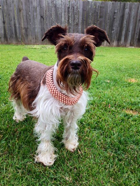 Chocolate Parti Miniature Schnauzer Omg Hes So Adorable