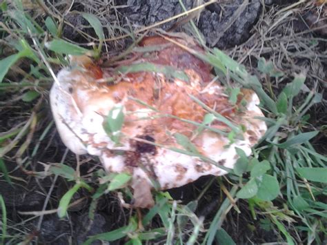 Official Indiana Mushroom Season 2014 Mushroom