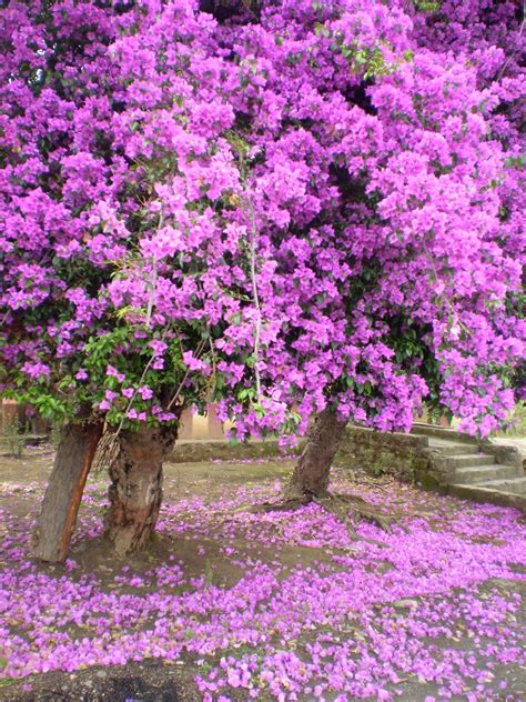Zed Combo Tree With Pink Flowers India Choriosa Flowers Grow Flowers