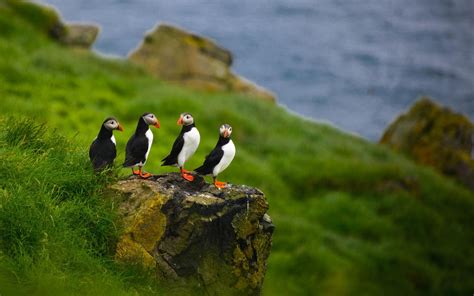 Puffins Hd Birds 4k Wallpapers Images Backgrounds Photos And Pictures