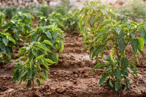 Green Chili Pepper Plant Stock Photo Image Of Farming 57693794