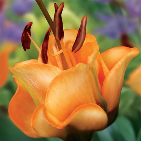 Buy Lonlorum Asiatic Hybrid Lily Bulb Lilium Apricot Fudge