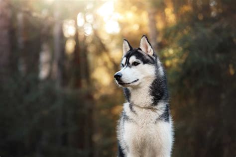 siberian husky dog breed information pictures
